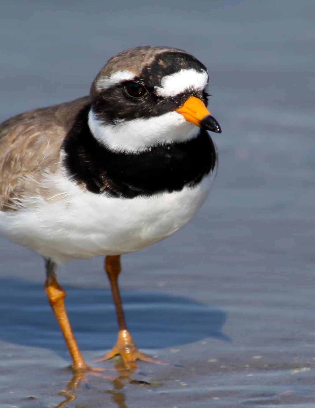 4 Borrelho-grande-de-coleira [Charadrius hiaticula]reduz