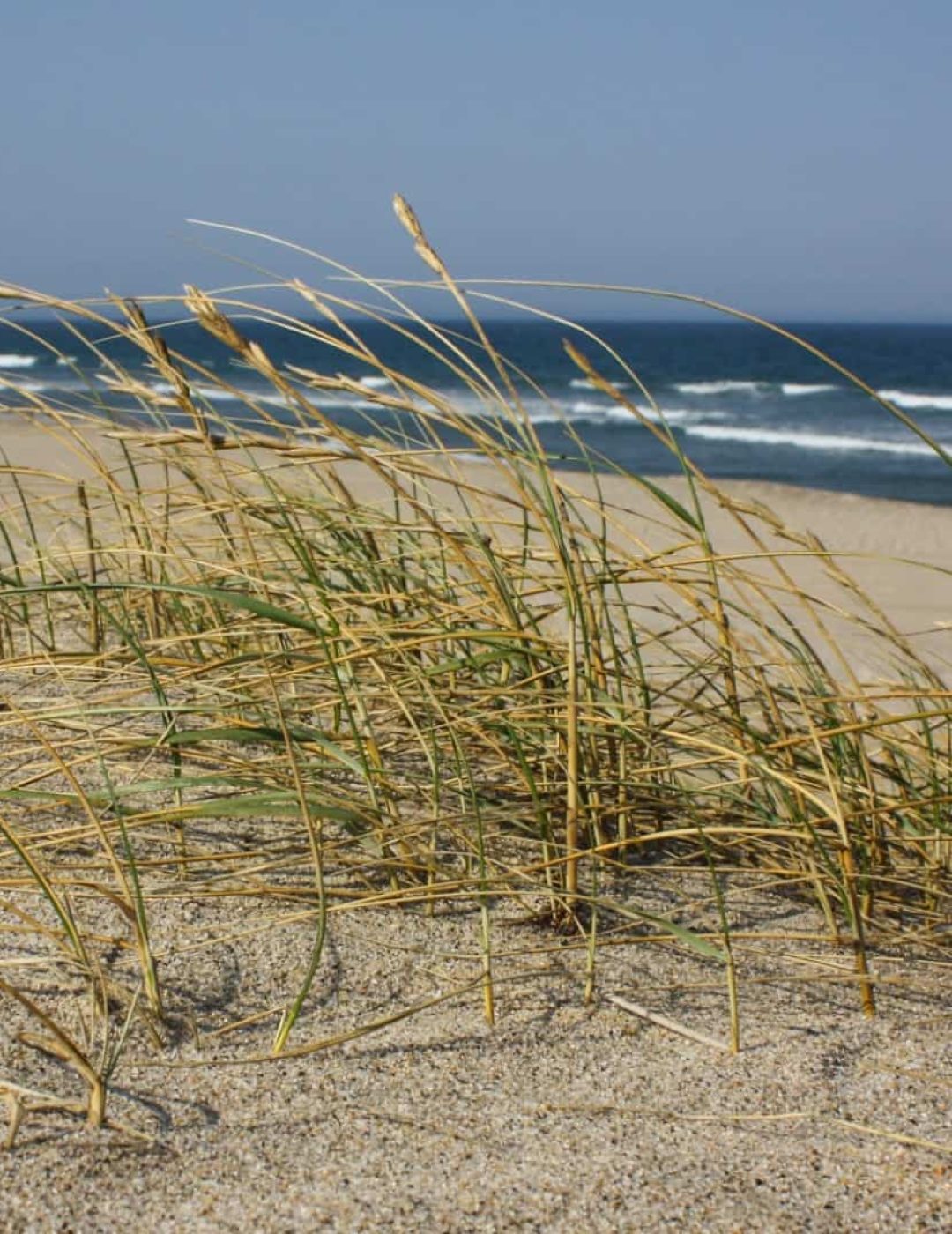Feno-das-areias [Elymus farctus]