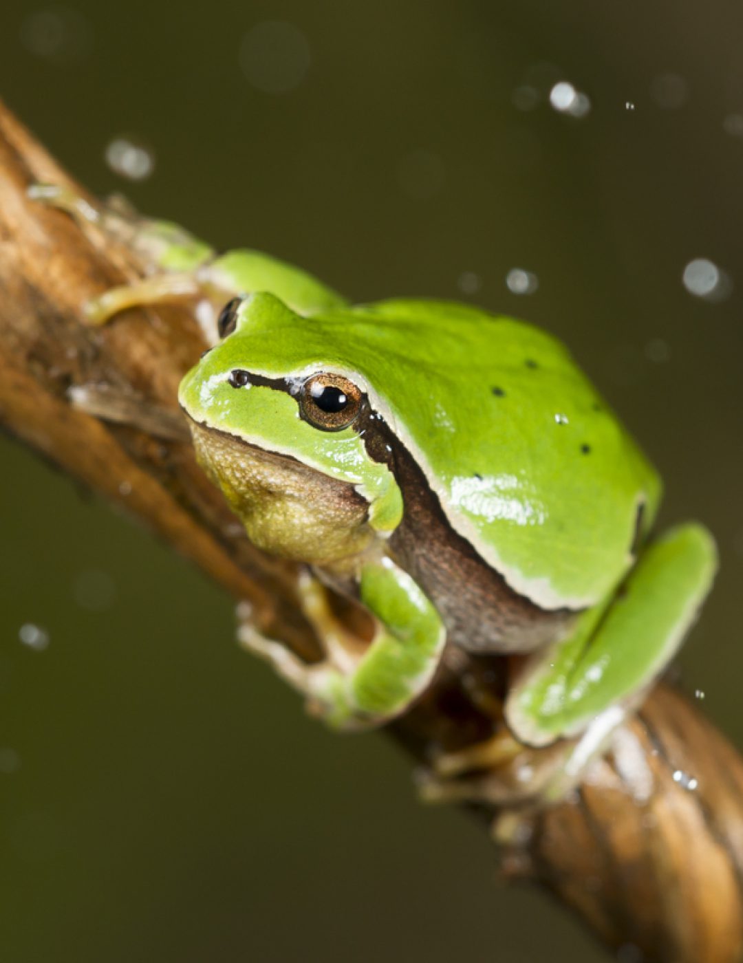 Hyla arborea