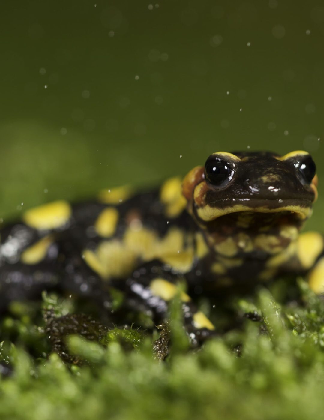 Salamandra salamandra