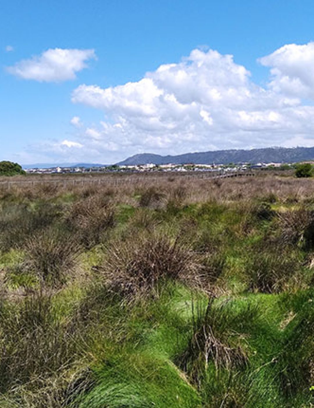 miradouro-do-estuario-do-cavado_4